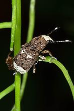 Anthribus albinus - Großer Breitrüssler, Käfer auf Stengel (1)