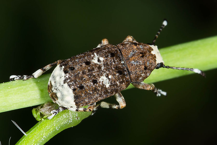 Anthribus albinus - Großer Breitrüssler, Käfer auf Stengel
