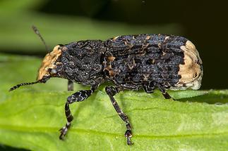 Platyrhinus resinosus - kein dt. Name bekannt, Käfer auf Blatt (2)