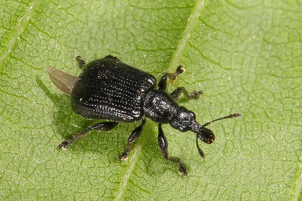 Deporaus betulae - Schwarzer Birkenblattroller