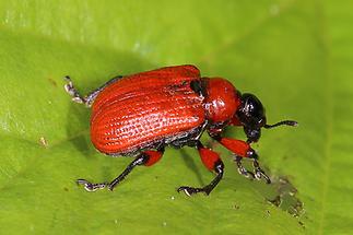 Apoderus coryli - Haselblattroller, Käfer auf Blatt (1)