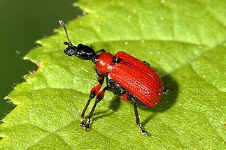 Apoderus coryli - Haselblattroller, Käfer auf Blatt (2)