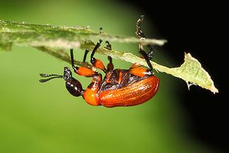 Apoderus coryli - Haselblattroller, Käfer unter Blatt