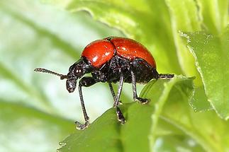 Attelabus nitens - Eichenblattroller, Käfer auf Blatt (1)