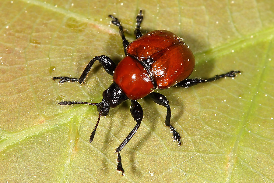 Attelabus nitens - Eichenblattroller, Käfer auf Blatt