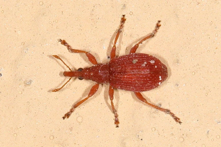 Apion cf. cruentatum - kein dt. Name bekannt, Käfer auf Klostermauer