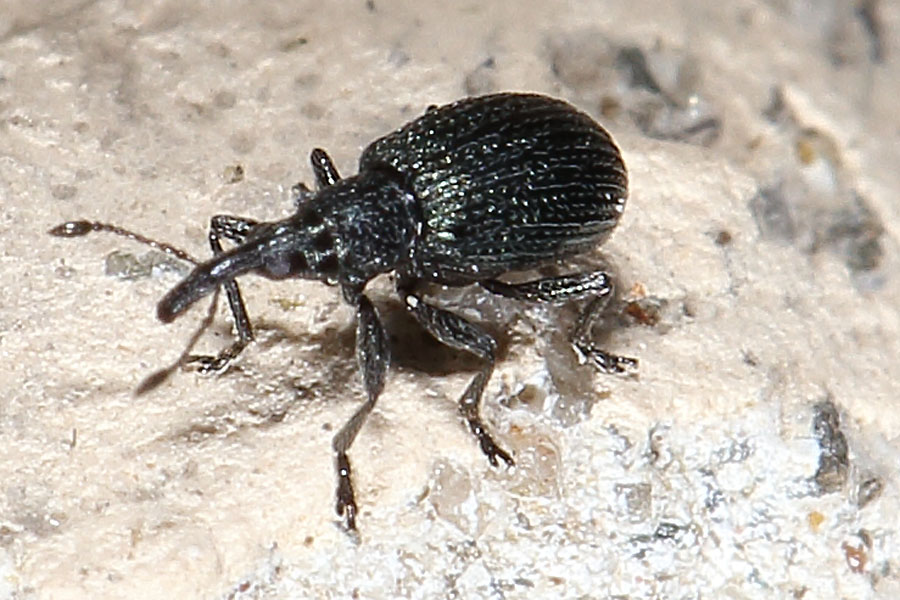 cf. Ischnopterapion virens - Grüner Klee-Spitzmaulrüssler, Käfer auf Fahrweg