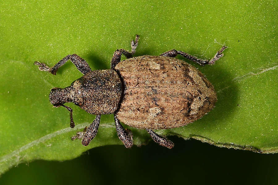 Alophus sp. (eine von 5 Arten) - kein dt. Name bekannt, Käfer auf Blatt