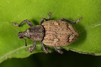 Alophus sp. (eine von 5 Arten) - kein dt. Name bekannt, Käfer auf Blatt (1)