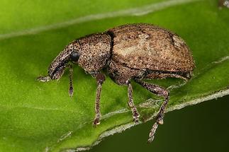 Alophus sp. (eine von 5 Arten) - kein dt. Name bekannt, Käfer auf Blatt (2)