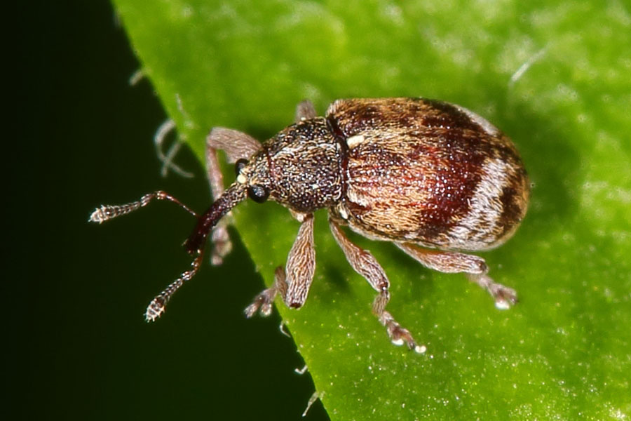 Anthonomus pedicularius - Gewöhnlicher Weißdorn-Blütenstecher, Käfer auf Blatt