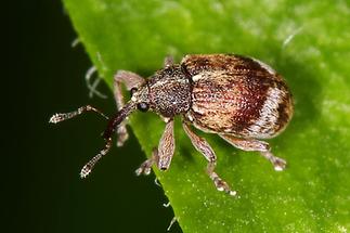 Anthonomus pedicularius - Gewöhnlicher Weißdorn-Blütenstecher, Käfer auf Blatt