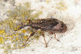 Anthonomus pomorum - Apfelblütenstecher, Käfer an Wand