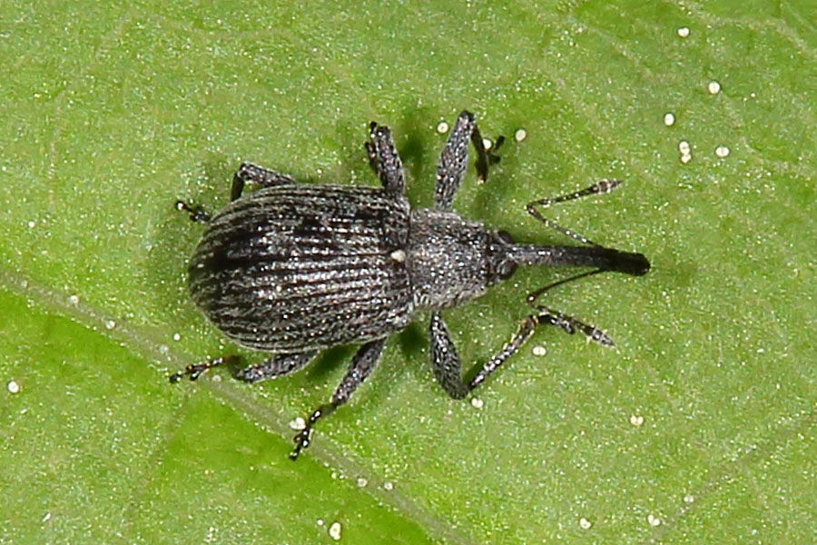 Anthonomus rubi - Erdbeerblütenstecher, Käfer auf Blatt