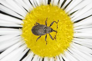 Anthonomus rubi - Erdbeerblütenstecher, Käfer auf Gänseblümchen