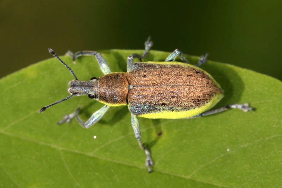 Chlorophanus viridis - Dunkelgrüner Gelbrandrüssler, Käfer auf Blatt