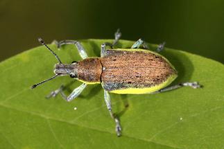 Chlorophanus viridis - Dunkelgrüner Gelbrandrüssler, Käfer auf Blatt (1)