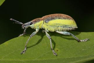 Chlorophanus viridis - Dunkelgrüner Gelbrandrüssler, Käfer auf Blatt (2)