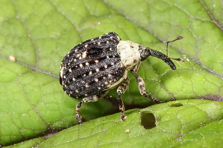 Cionus scrophulariae - Weißschildiger Braunwurzelschaber, Käfer auf Blatt