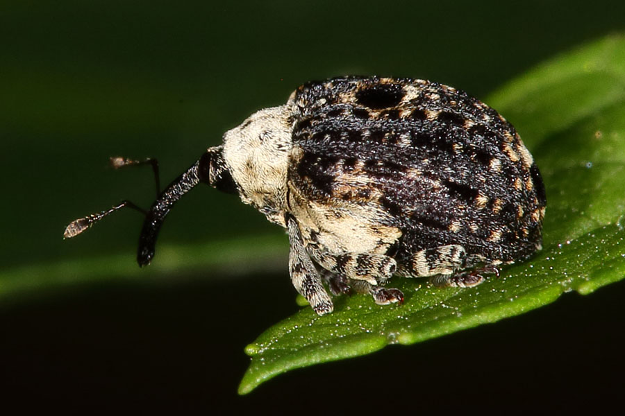 Cionus Scrophulariae - Weißschildiger Braunwurzschaber, Käfer auf Blatt