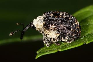 Cionus Scrophulariae - Weißschildiger Braunwurzschaber, Käfer auf Blatt (2)