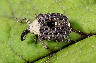 Cionus scrophulariae - Weißschildiger Braunwurzschaber, Käfer auf Blatt (3)
