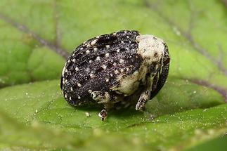 Cionus scrophulariae - Weißschildiger Braunwurzschaber, Käfer auf Blatt (4)