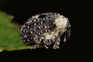 Cionus scrophulariae - Weißschildiger Braunwurzschaber, Käfer auf Blattrand