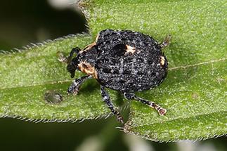 Cionus tuberculosus - Königskerzen-Blattschaber, Käfer auf Blatt (1)