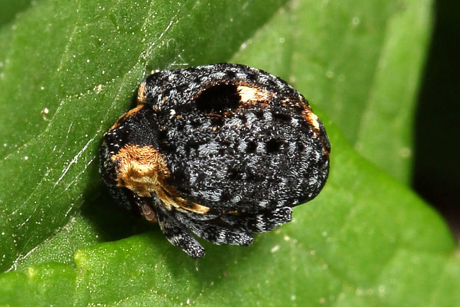 Cionus tuberculosus - Königskerzen-Blattschaber, Käfer auf Blatt