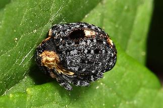Cionus tuberculosus - Königskerzen-Blattschaber, Käfer auf Blatt (2)