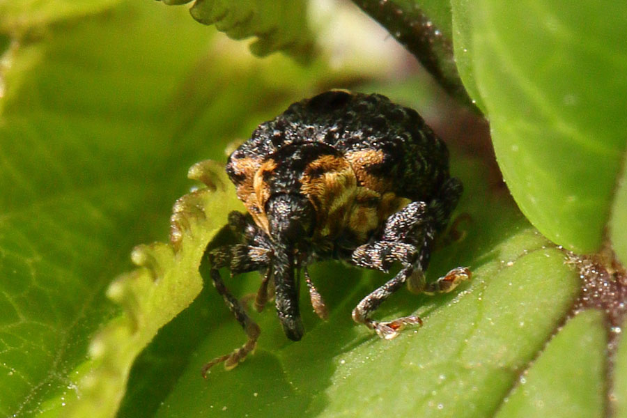 Cionus tuberculosus - Königskerzen-Blattschaber, Käfer auf Blatt