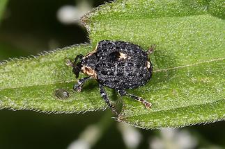 Cionus tuberculosus - Königskerzen-Blattschaber, Käfer auf Blatt (4)