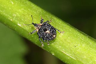 Cionus tuberculosus - Königskerzen-Blattschaber, Käfer auf Blattstiel