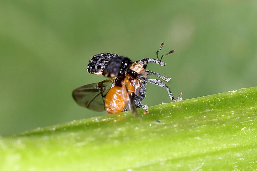 Cionus tuberculosus - Königskerzen-Blattschaber, Käfer im Abflug