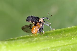 Cionus tuberculosus - Königskerzen-Blattschaber, Käfer im Abflug