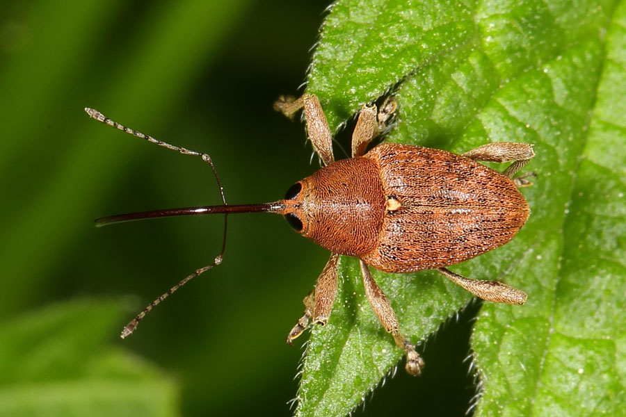 Curculio glandium - Gewöhnlicher Eichelbohrer, Käfer auf Blatt