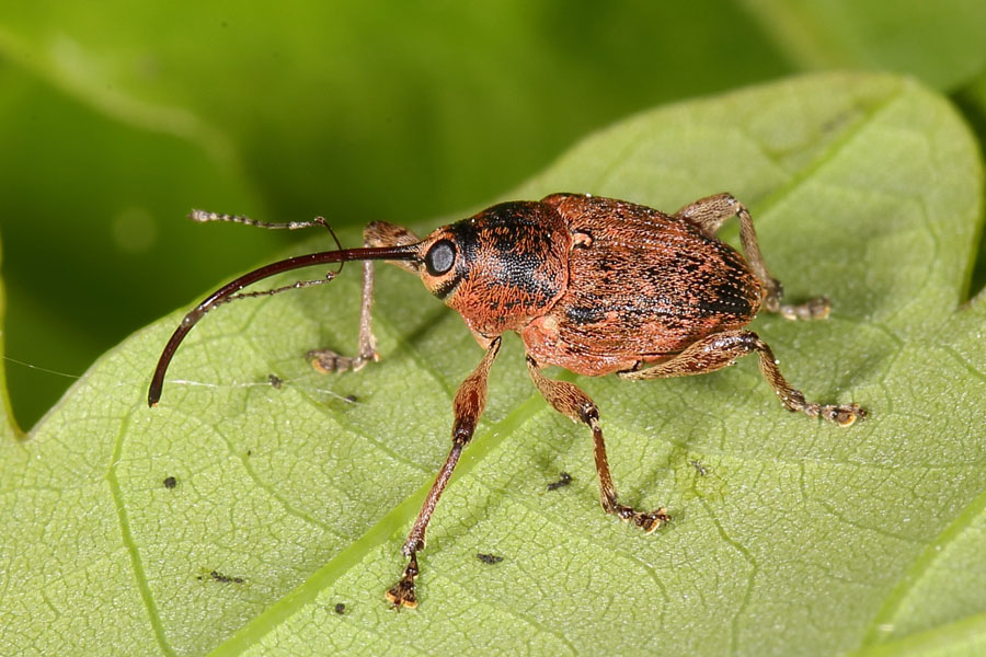 Curculuo glandium - Gewöhnlicher Eichelbohrer, Käfer auf Blatt