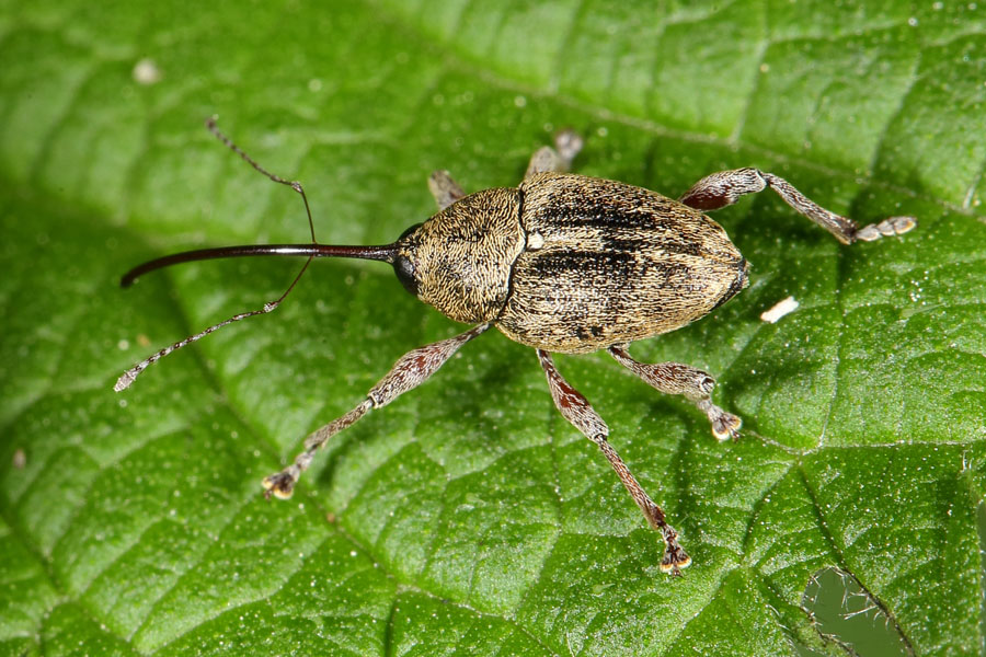 Curculio glandium - Gewöhnlicher Eichelbohrer, Käfer auf Blatt