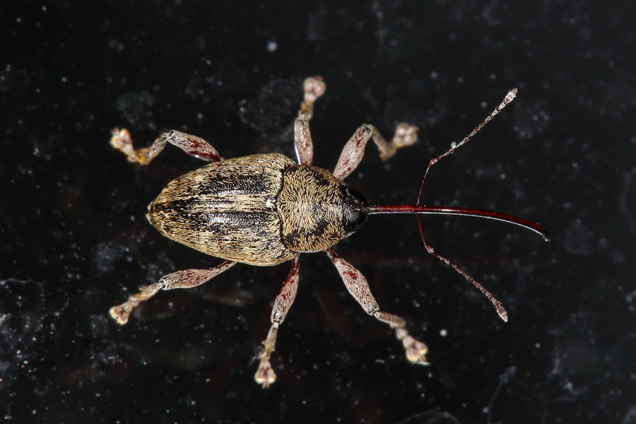 Curculio glandium - Gewöhnlicher Eichelbohrer, Käfer auf Fensterscheibe