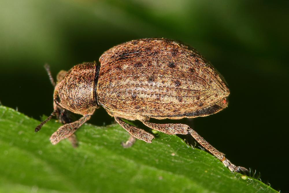 Graptus oder Donus cf. viennensis - kein dt. Name bekannt