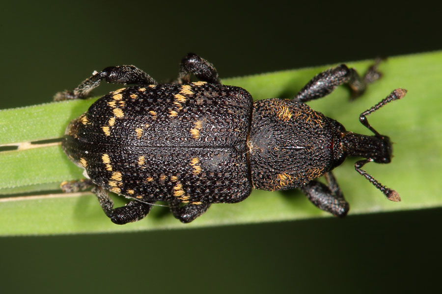 Hylobius abietis - Großer Brauner Rüsselkäfer, Käfer auf Gras