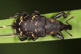 Hylobius abietis - Großer Brauner Rüsselkäfer, Käfer auf Gras (1)