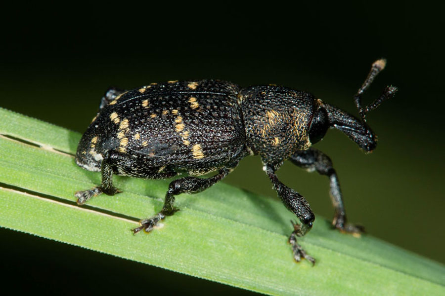 Hylobius abietis - Großer Brauner Rüsselkäfer, Käfer auf Gras