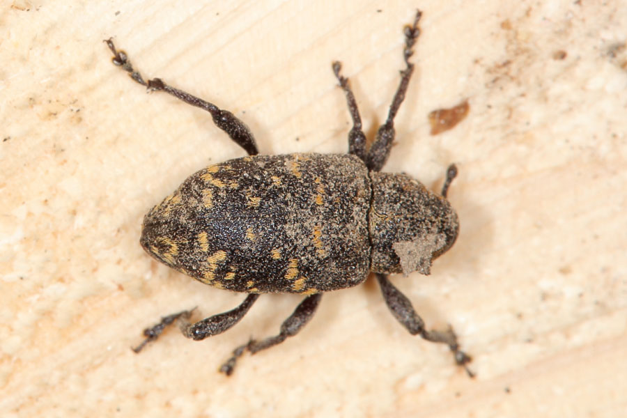 Hylobius abietis - Großer Brauner Rüsselkäfer, Käfer auf Holz