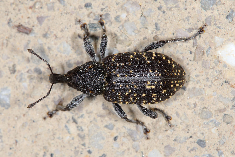 Hylobius excavatus - kein dt. Name bekannt, Käfer auf Straße