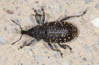 Hylobius excavatus - kein dt. Name bekannt, Käfer auf Straße (1)
