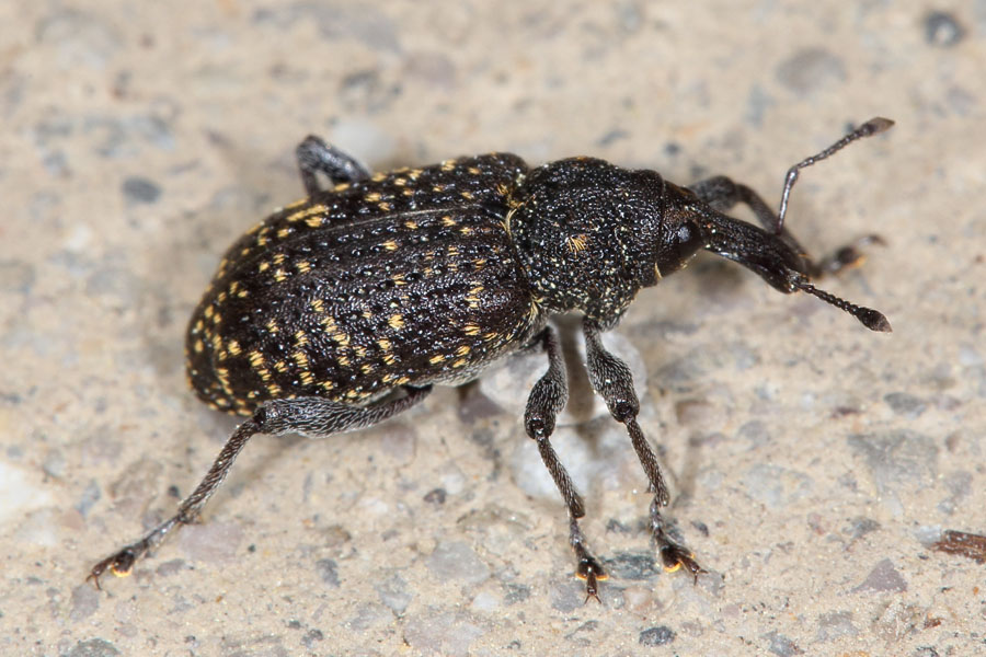 Hylobius excavatus - kein dt. Name bekannt, Käfer auf Straße