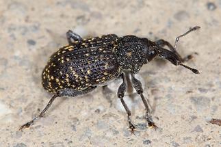 Hylobius excavatus - kein dt. Name bekannt, Käfer auf Straße (2)