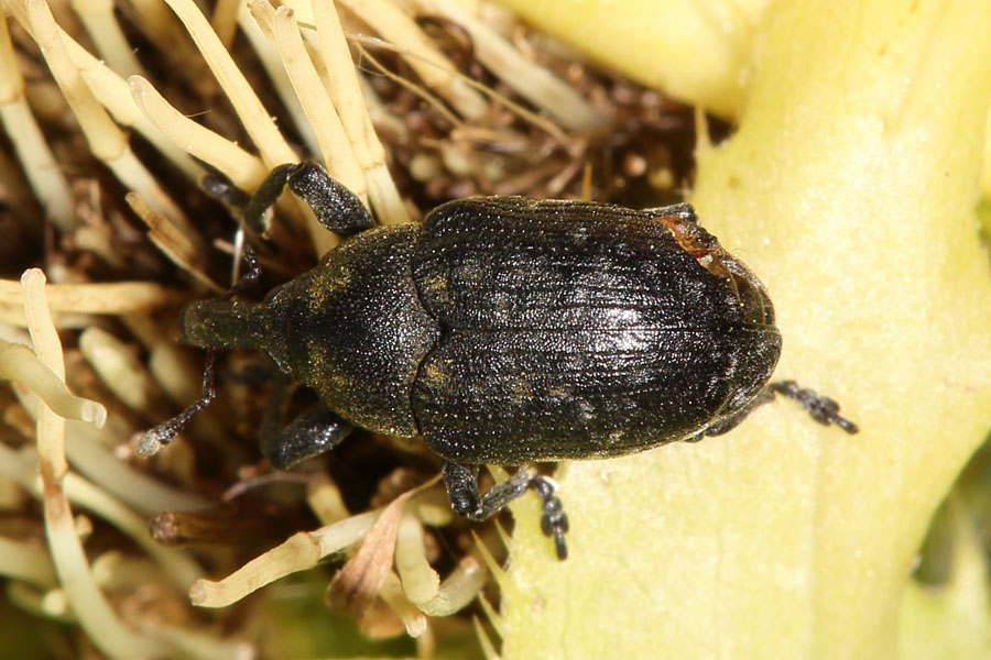 Larinus cf. brevis - kein dt. Name bekannt, Käfer auf ...